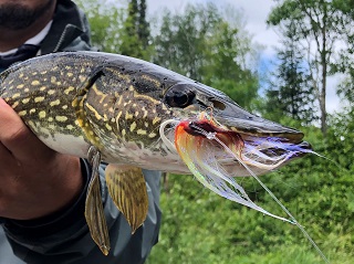 pike-flies