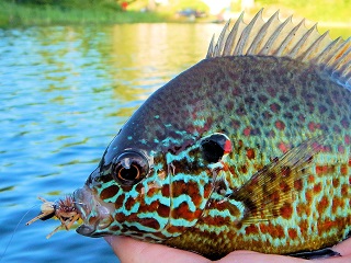 pumpkinseed