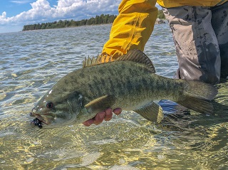 smallmouth-bass