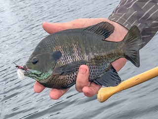 bluegill
