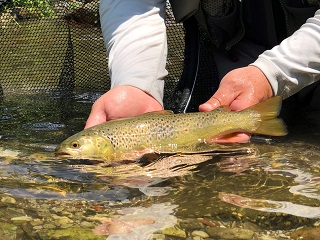 brown-trout