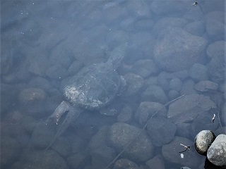 snapping-turtle