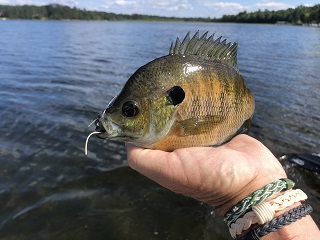 bluegill-flies