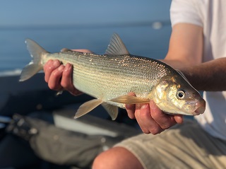 lake-whitefish