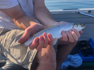 Lake-Superior-herring