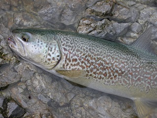 salmo-marmoratus