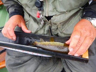 competition-flyfishing