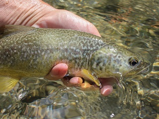 marble-trout