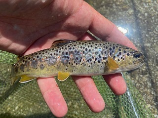 wild-brown-trout