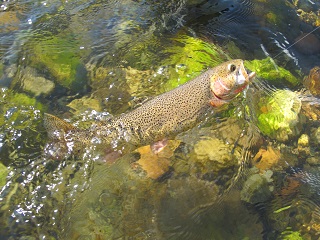 cutthroat-trout