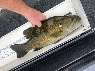 smallmouth-bass