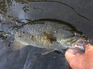 smallmouth-bass