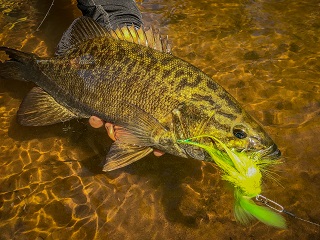 smallmouth-bass
