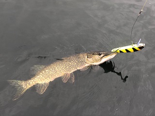 pike