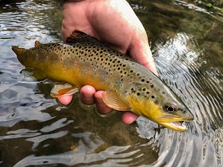 Wisconsin-trout