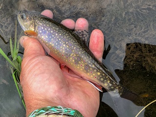 brookies