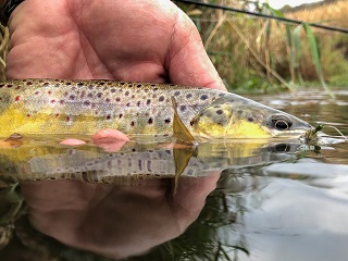 brown-trout