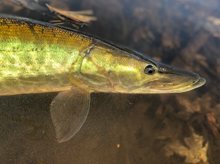 muskellunge