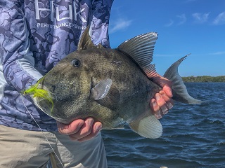 finescale-triggerfish