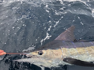 striped-marlin