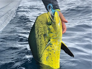 https://www.jeffcurrier.com/wp-content/uploads/2022/11/blog-Nov-8-2022-2-fly-fishing-for-dorado-mahi-mahi-dolphin.jpg