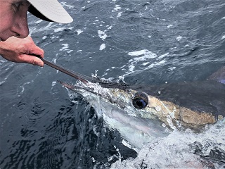 striped-marlin