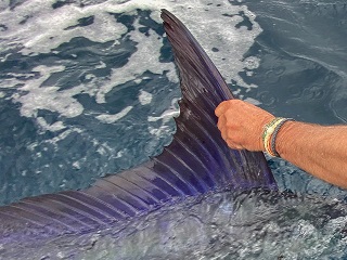 striped-marlin-release