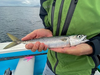 chub-mackerel