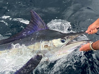 marlin-flyfishing