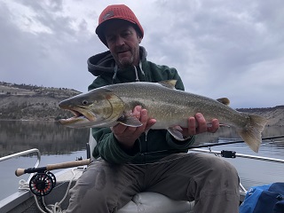 bull-trout
