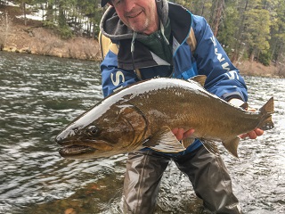 bull-trout