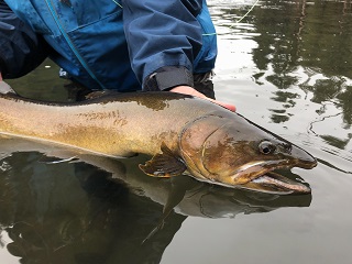 bull-trout