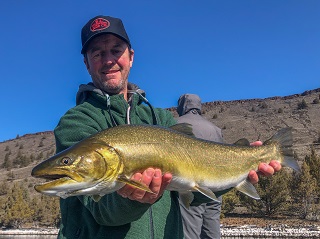 bull-trout