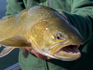 bull-trout