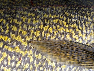 big-walleye