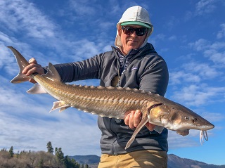 white-sturgeon