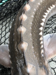 white-sturgeon