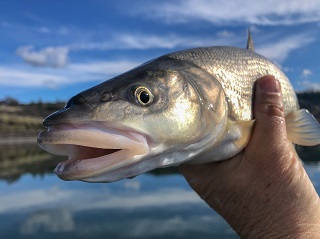 pikeminnow