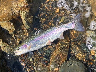 rainbow-trout