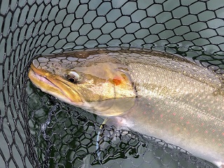 bull-trout