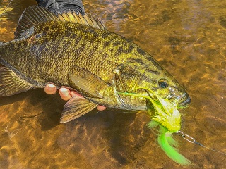 smallmouth-bass
