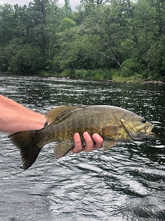 smallmouth-bass