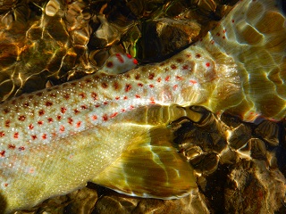 unique-trout