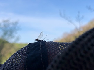 mayfly-hatch