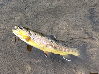 brown-trout