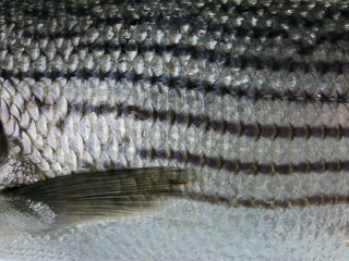 striped-bass