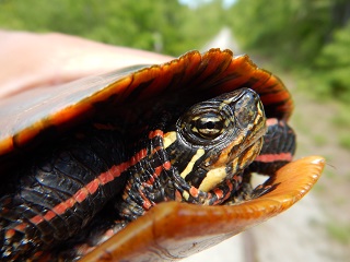 painted-turtle