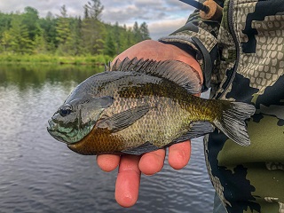 bluegill