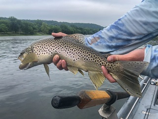 brown-trout