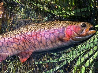 Arkansas-raoinbow-trout